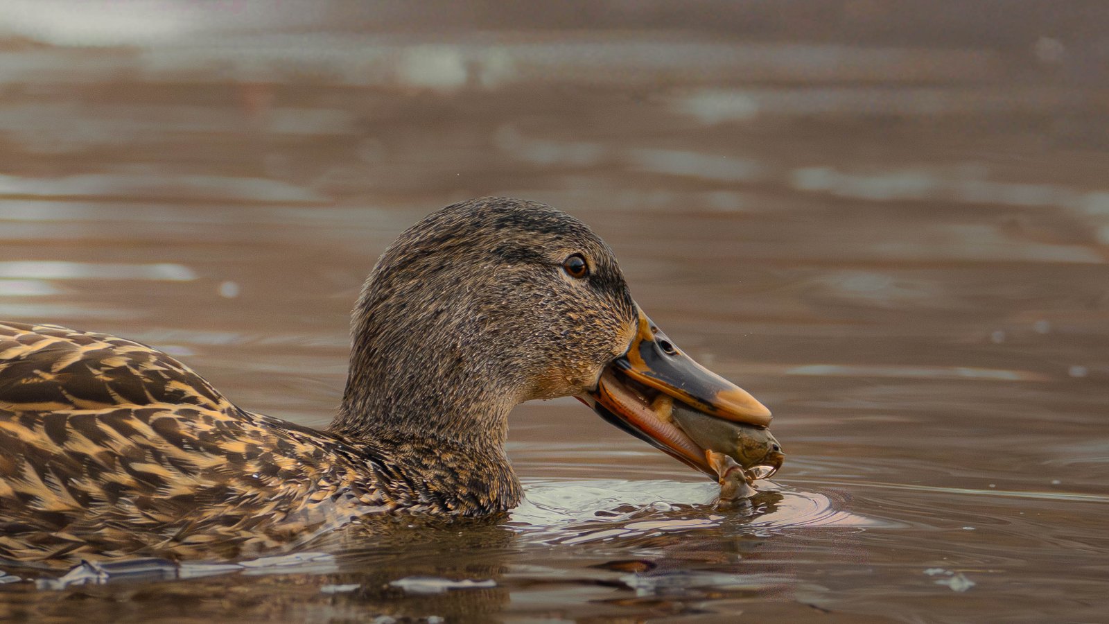 Bird from that one day 9